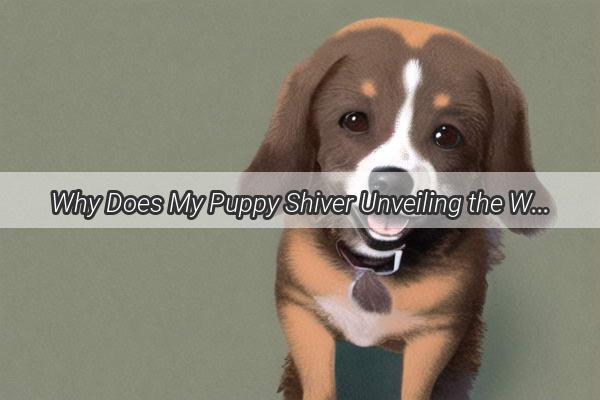 Why Does My Puppy Shiver Unveiling the Warm and Scary Reasons Behind the Shivers